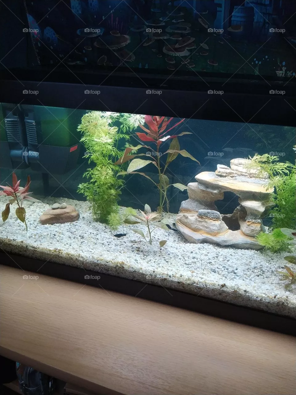 fish