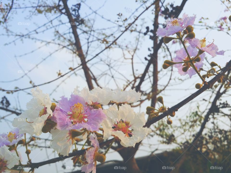 Spring season in evening.