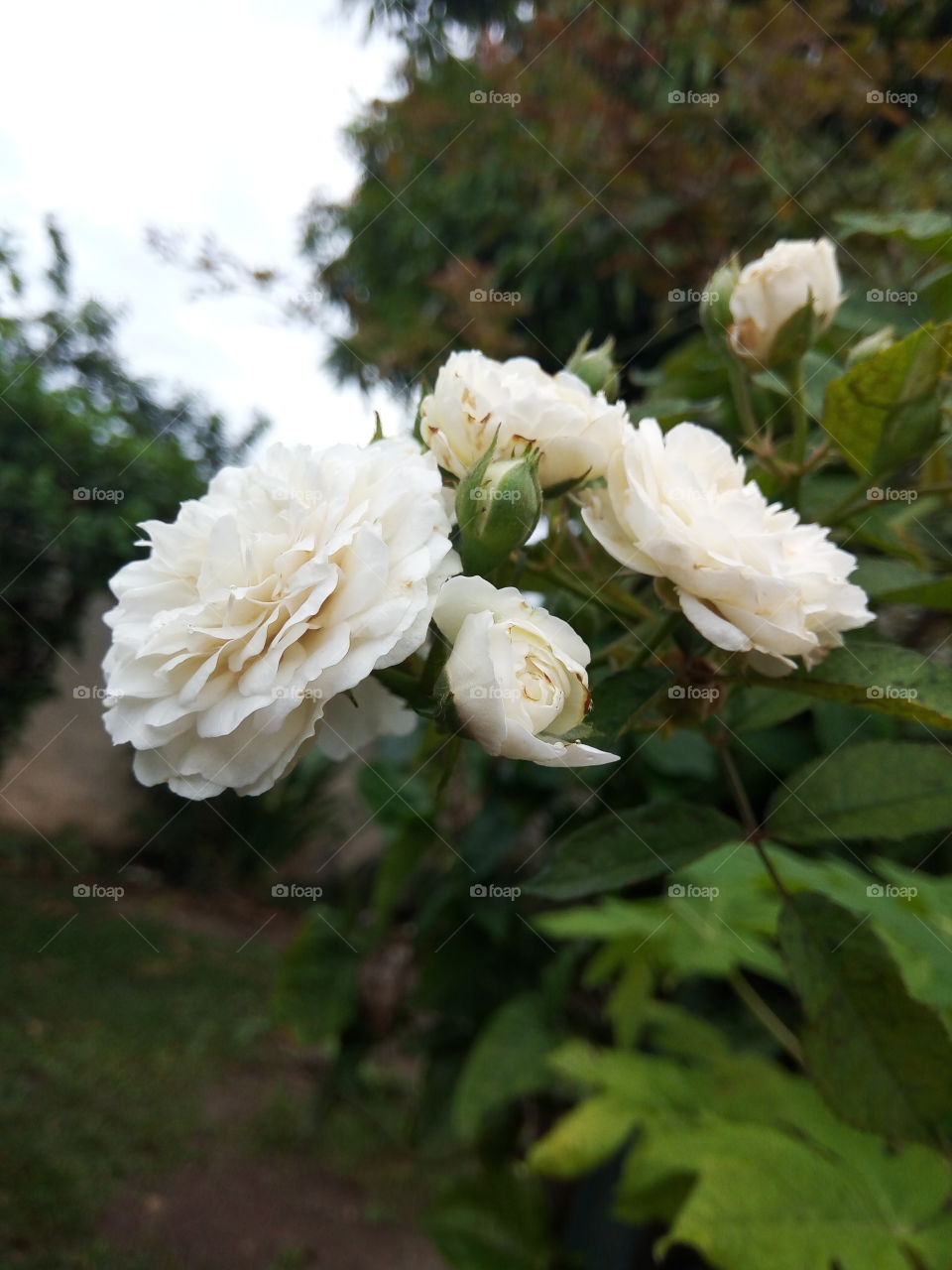 Flower, Nature, Leaf, Flora, Garden