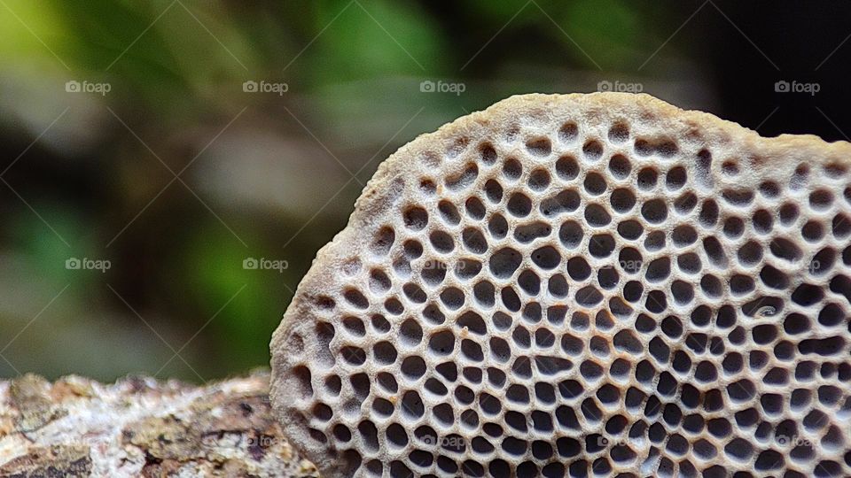 beautiful tree fungus patterns