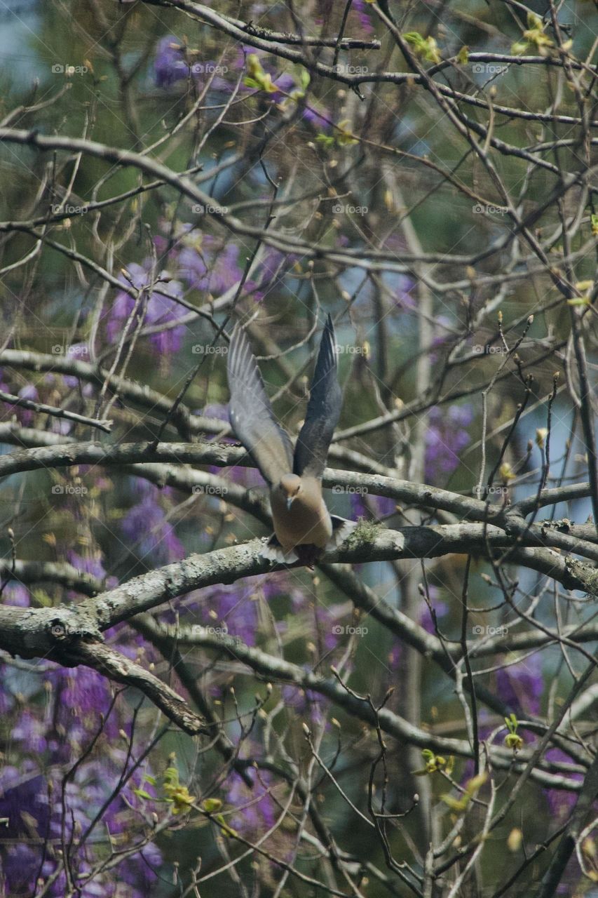 Mourning Dove with fully extended wings taking off in front on purple wisteria backdrop