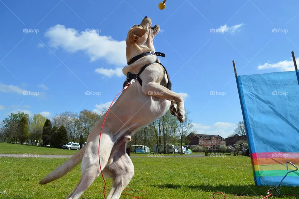 Catching lab