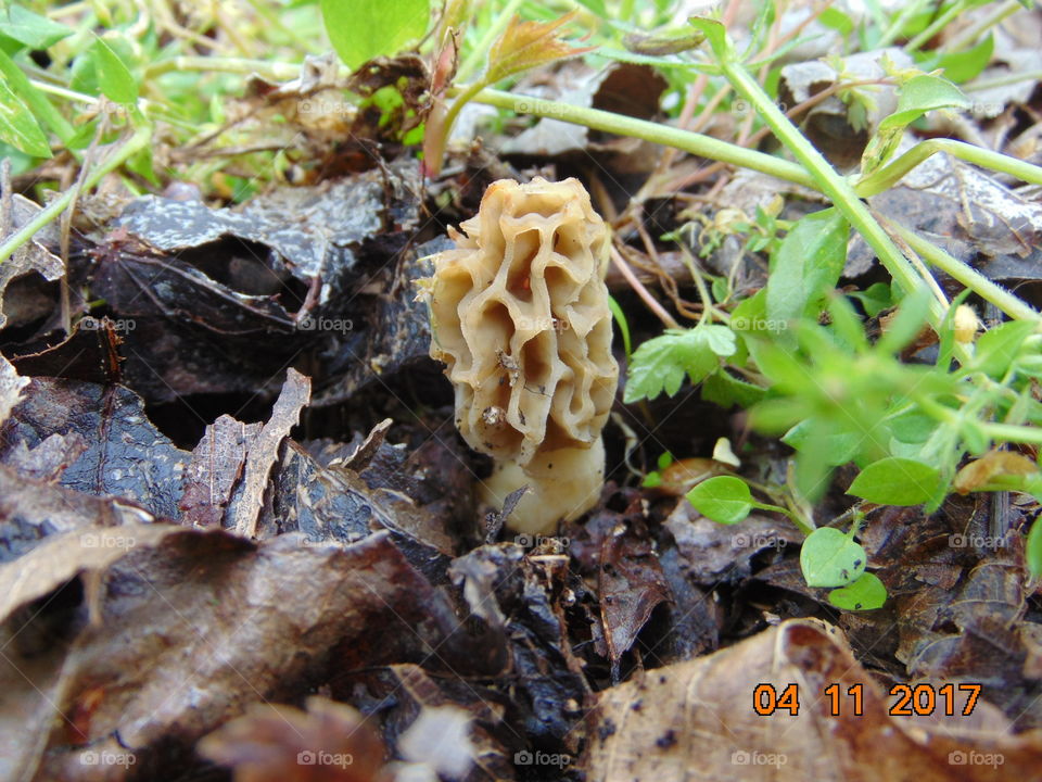 morel closeup mushroom