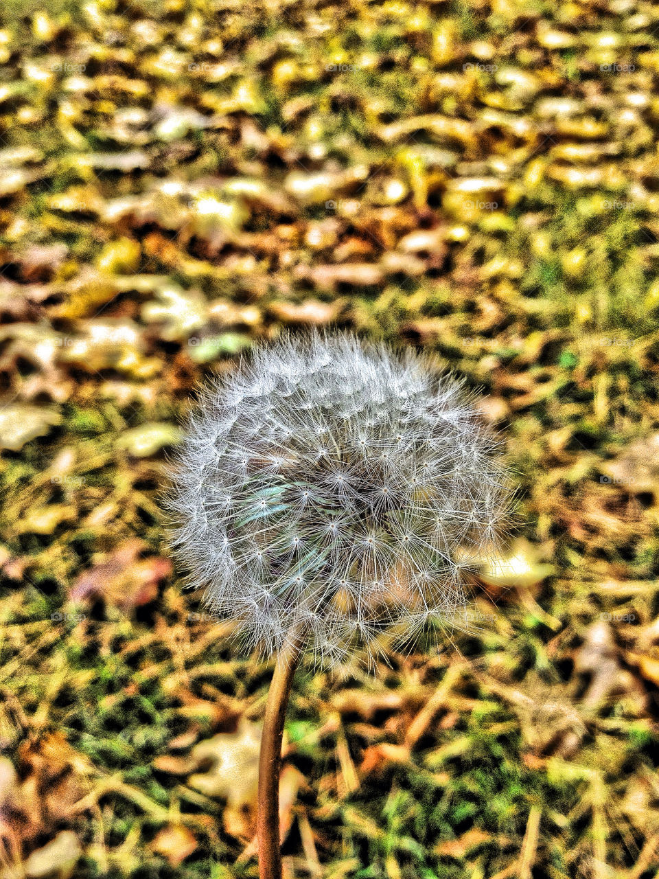 green flowers pretty dandelion by somebeach