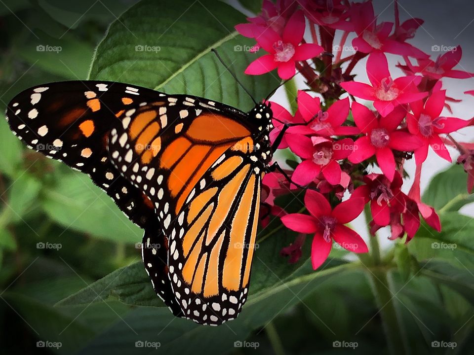 Beautiful Monarch Butterfly extracting pollen from a red Penta flower.