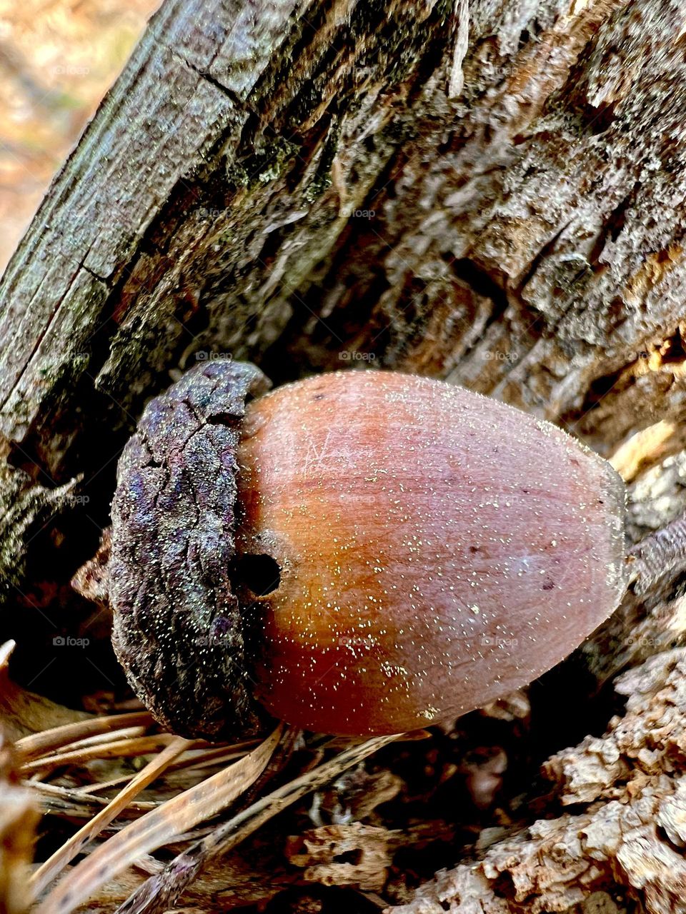 Closeup acorn on the forest floor. Intact but for a single worn hole, and dusted with springtime pollen.