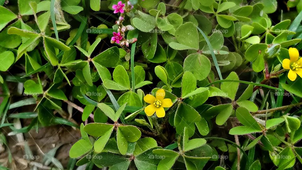 Summer plant  And  Flowers