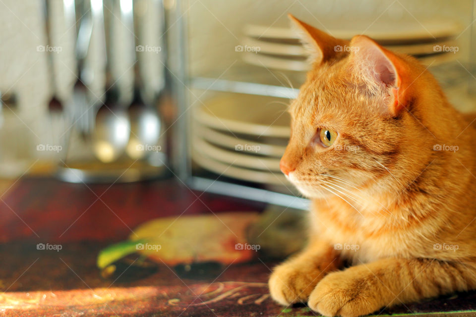 kitchen the table cat by seval0001