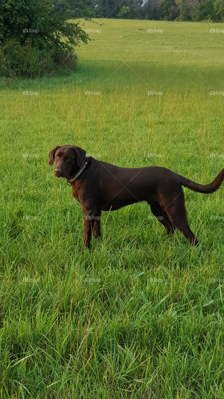 Chocolate Lab looking over at me waiting to play outside in the field
