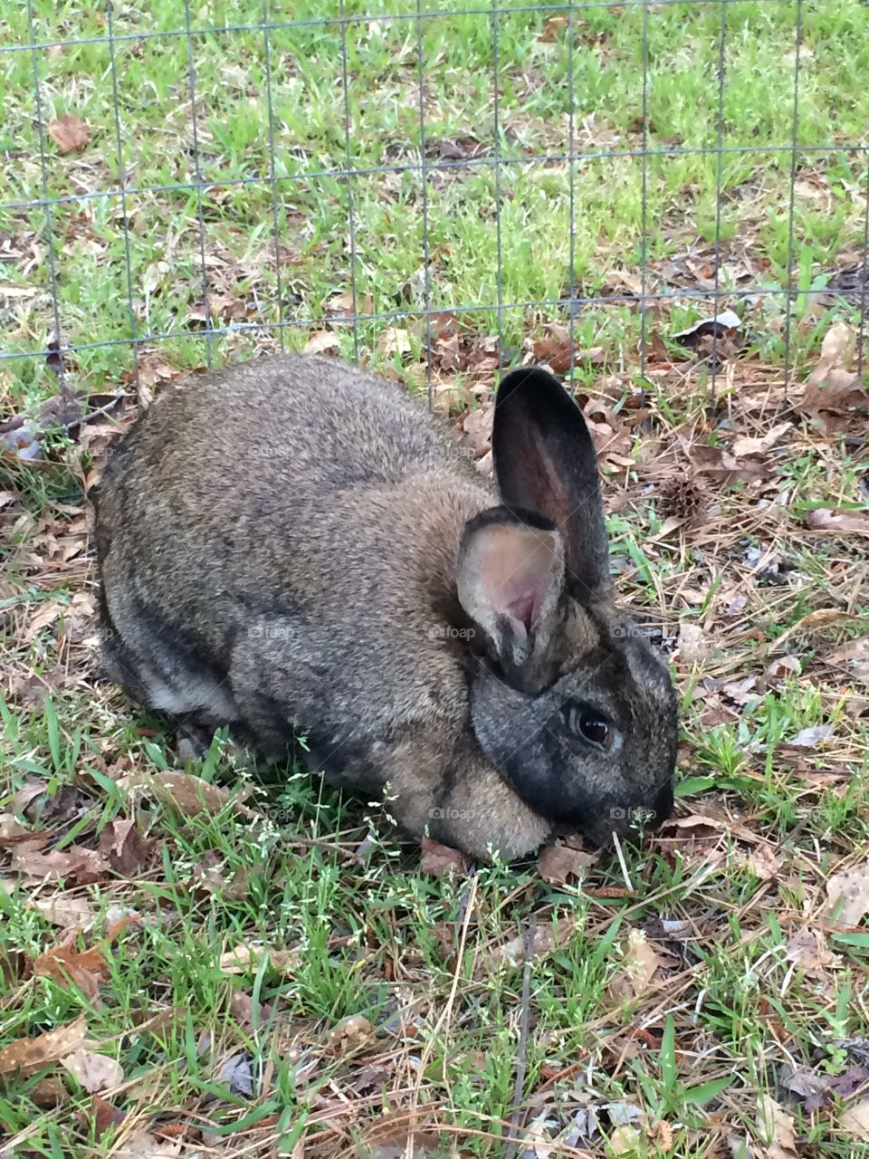 Giant Flemish rabbit nibbling on some grass