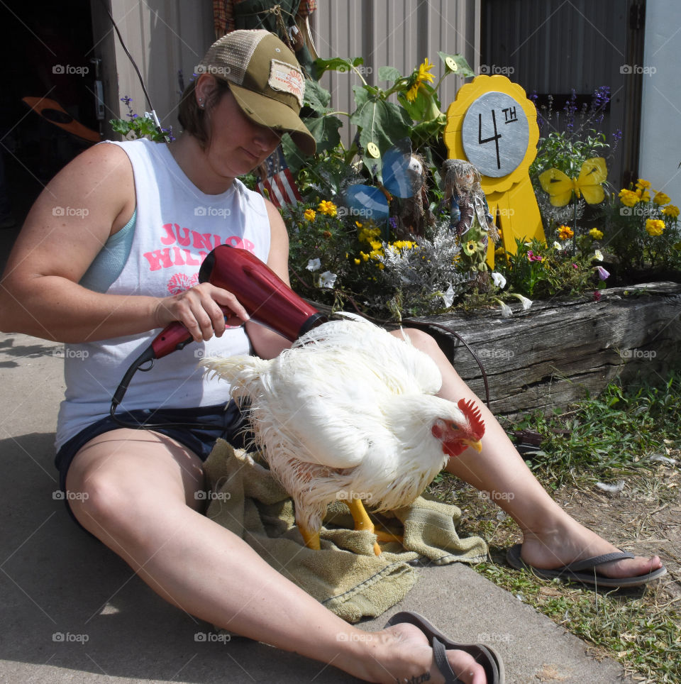 Chicken with feathers ruffled