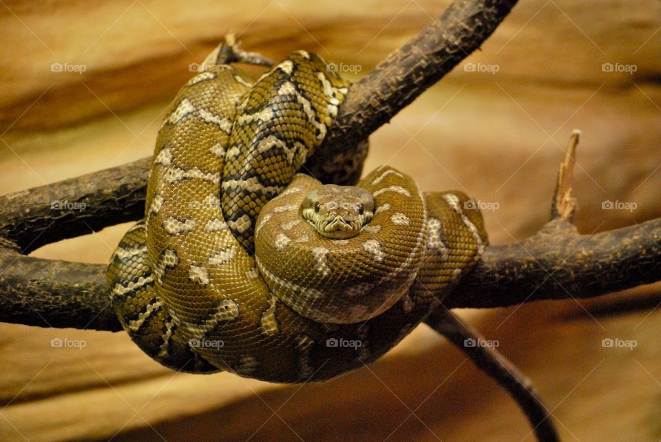 Reptile at Furuvik Zoo