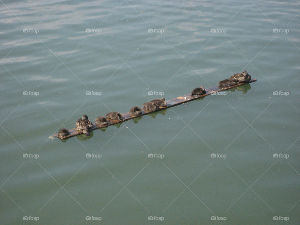 malmö sweden birds ducks by christina_p