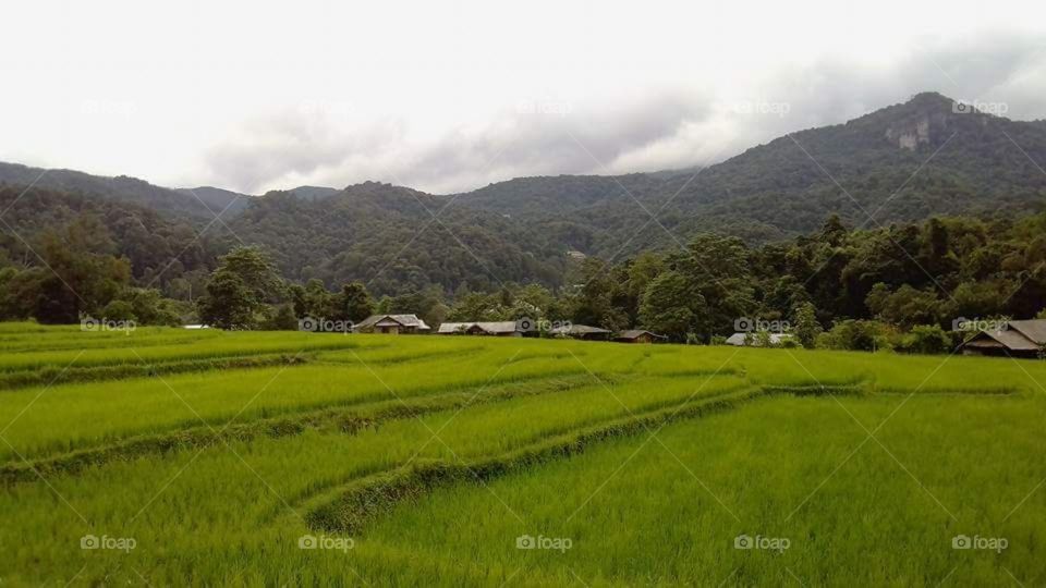 Nature in the countryside