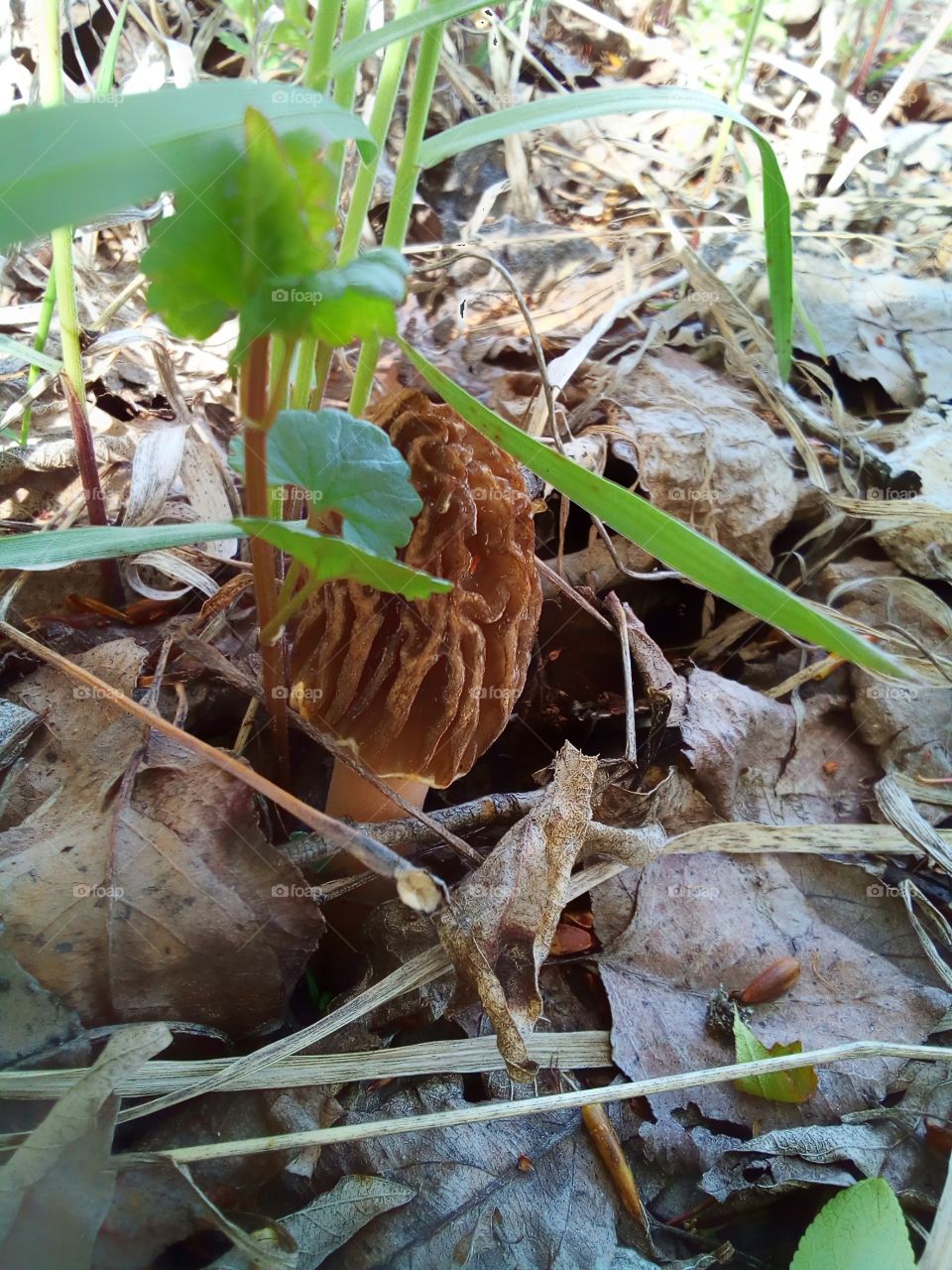 Первый гриб
