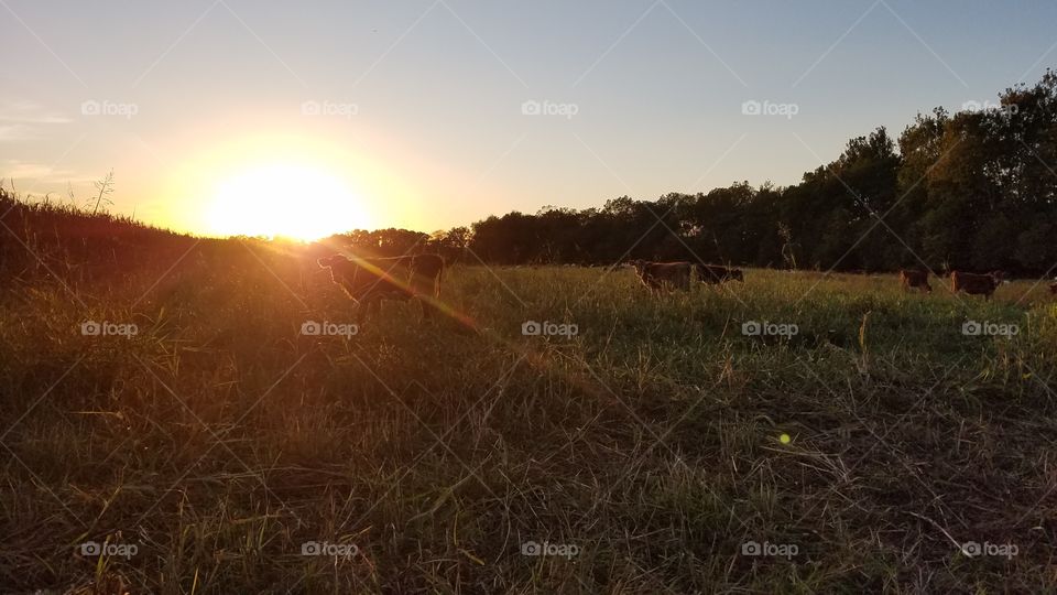 Landscape, Sunset, Field, Nature, Dawn