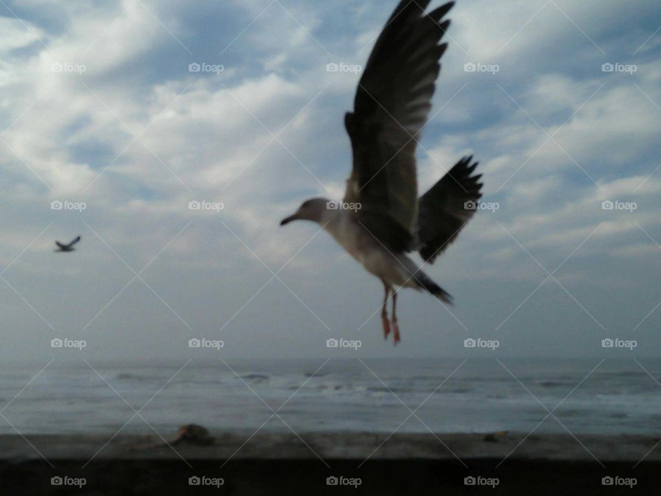 Beautiful flying of a seagull.