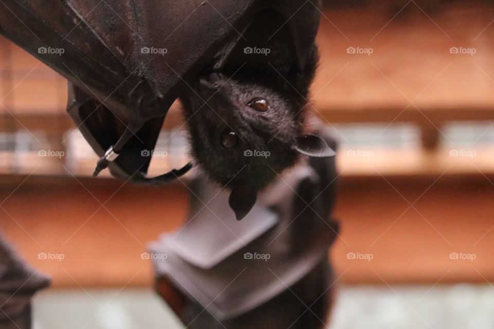 Bat