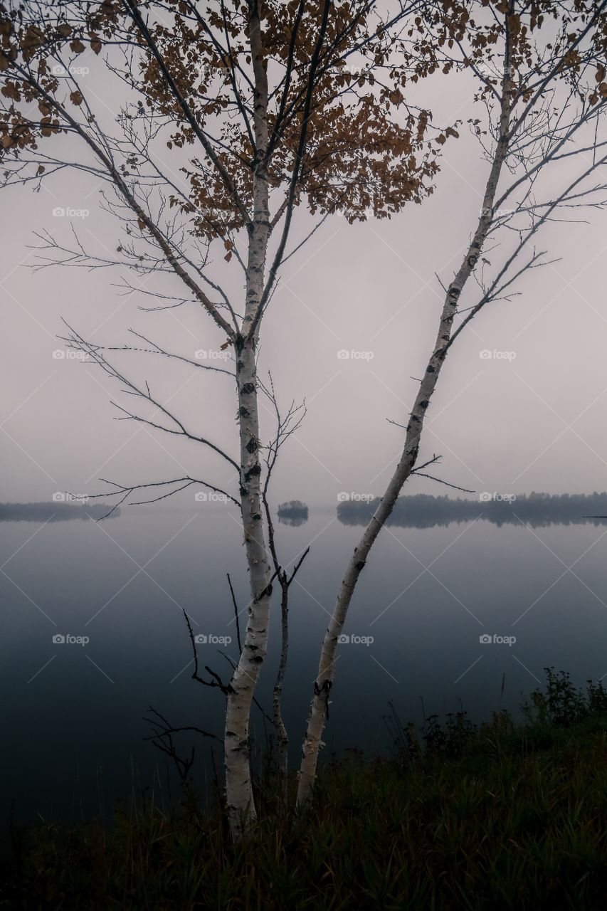 Tree amongst the fog