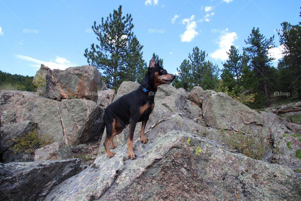 mountain pinscher miniature king by jaedelrey