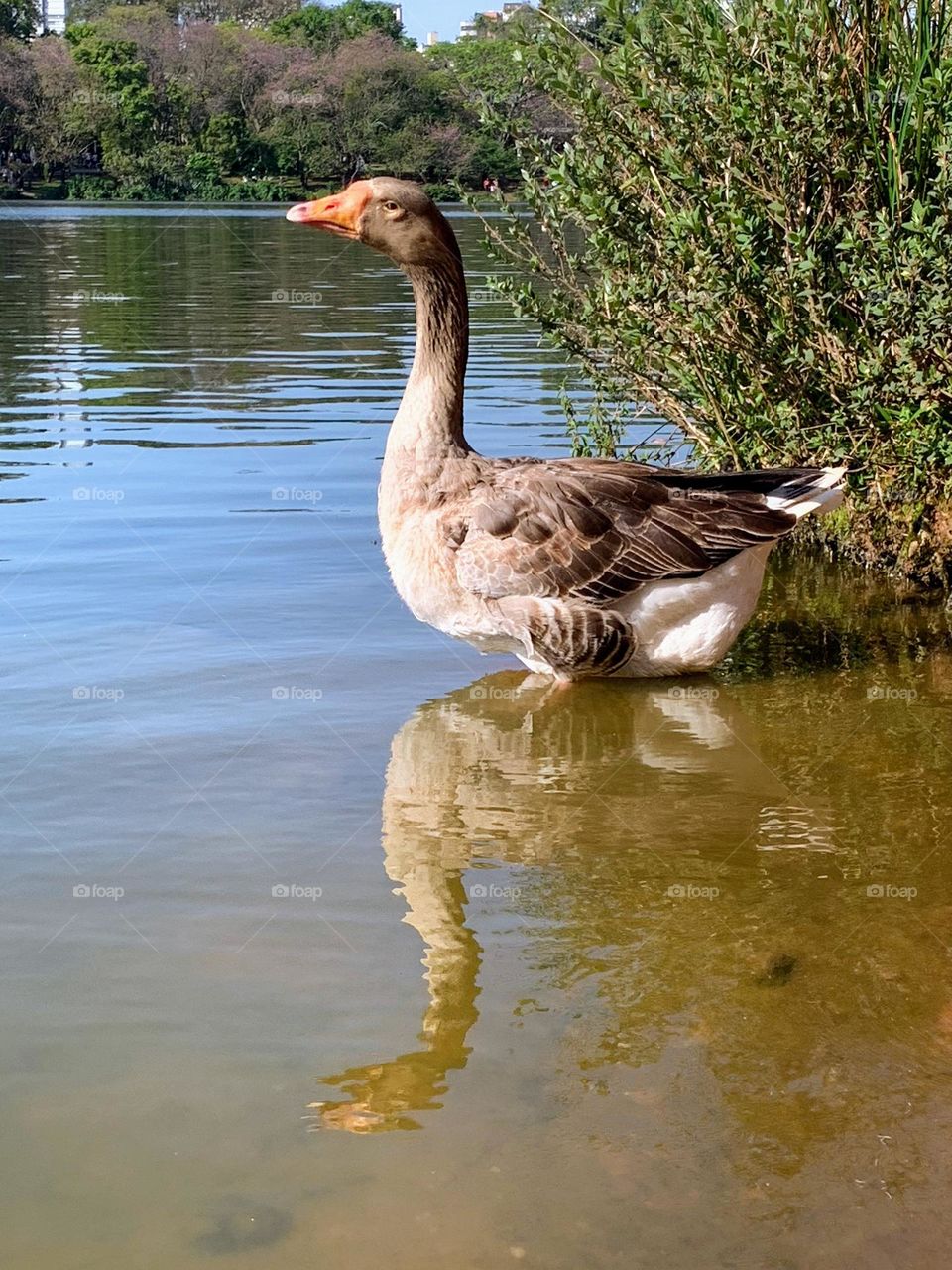 duck in the lake