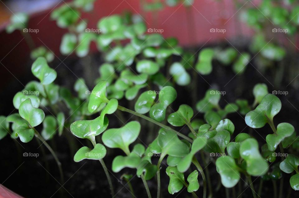 Close-up of sapling