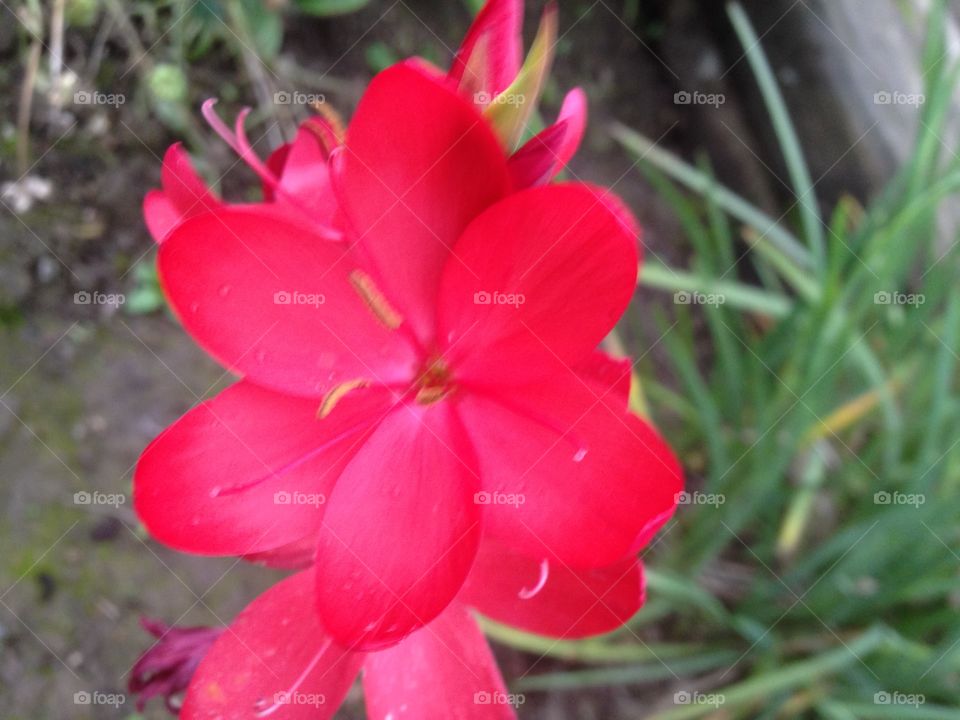 Red flower