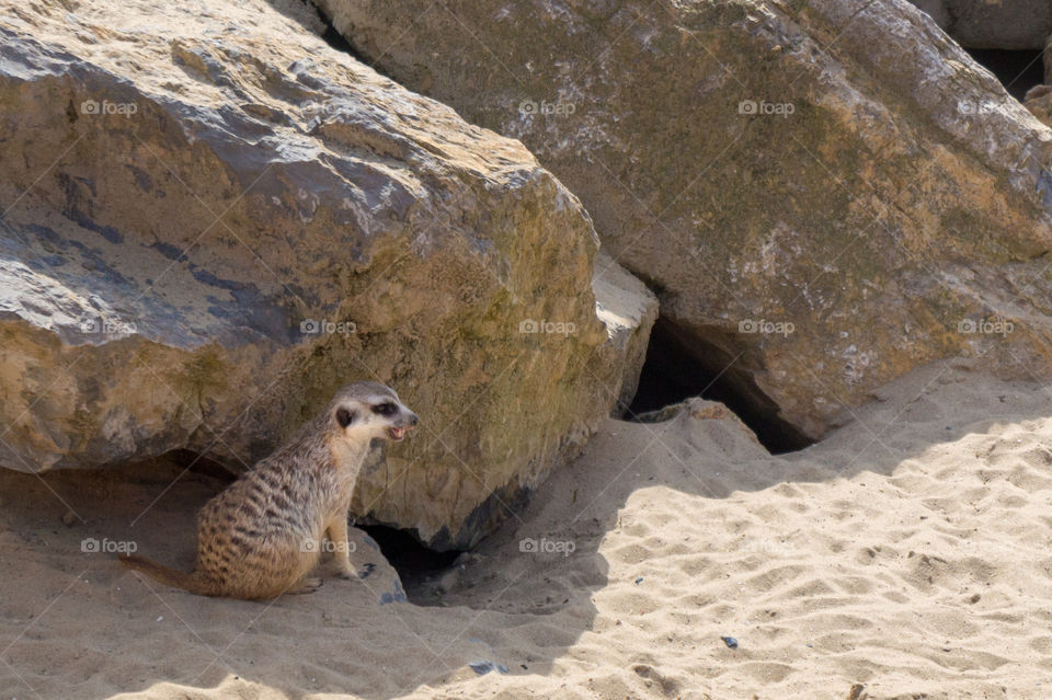 Little meerkat resting
