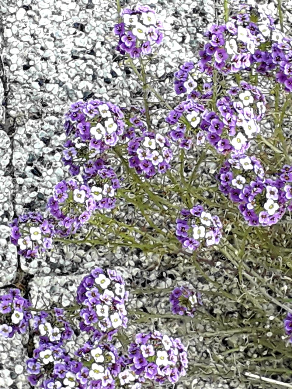 purple and white sweet alyssum in the garden