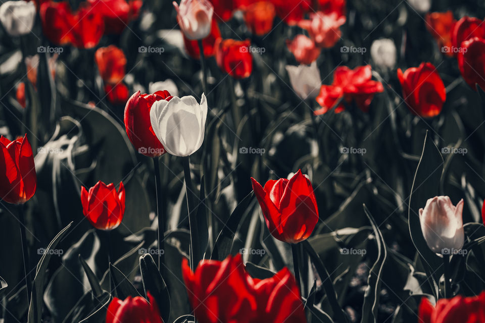 Kiss of spring concept.  White and red tulips on meadow .