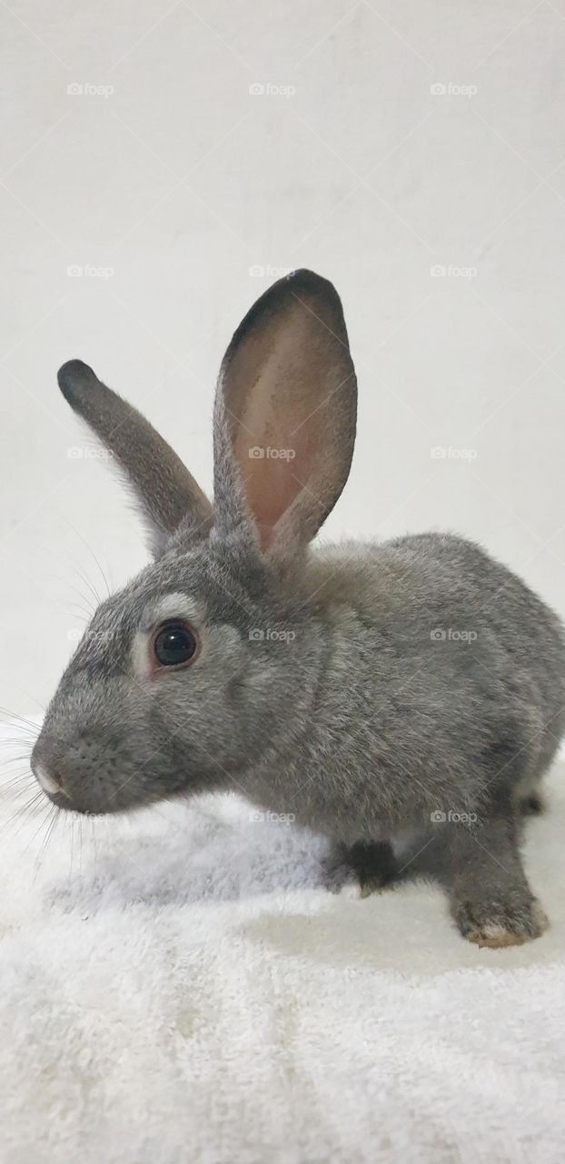 Beautiful rabbits, nose comica red eyes, gray and white snow, delicate, curious, big and long, very curious and funny ears