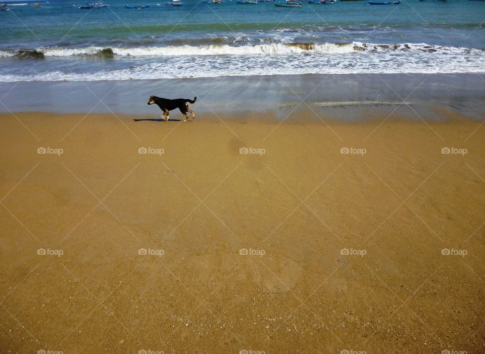 running alone dog on the beach