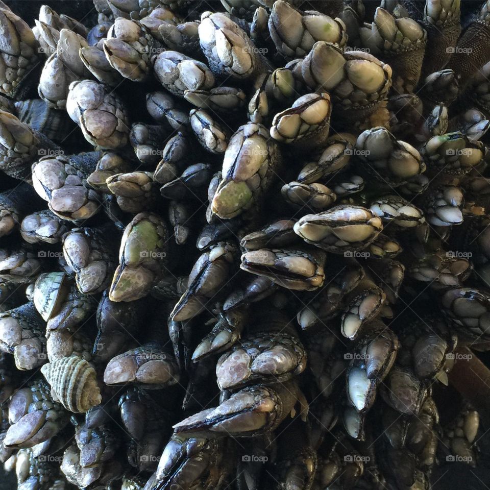 Gooseneck barnacles -close up 