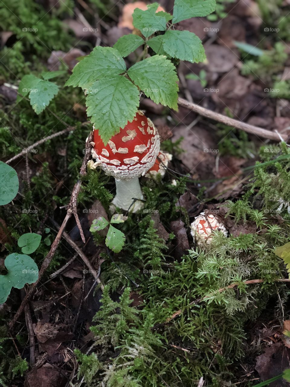 Baby mushroom