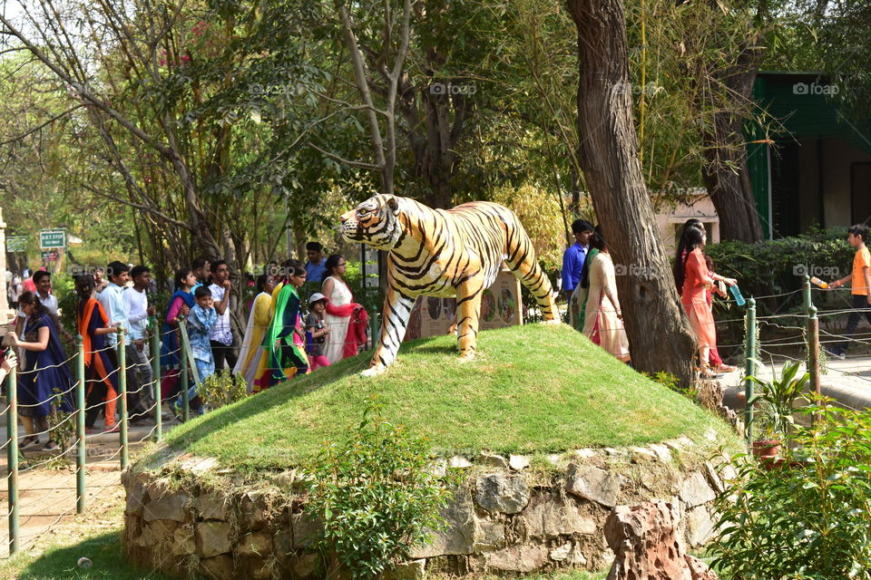 all people looking for tiger.  in delhi zoo