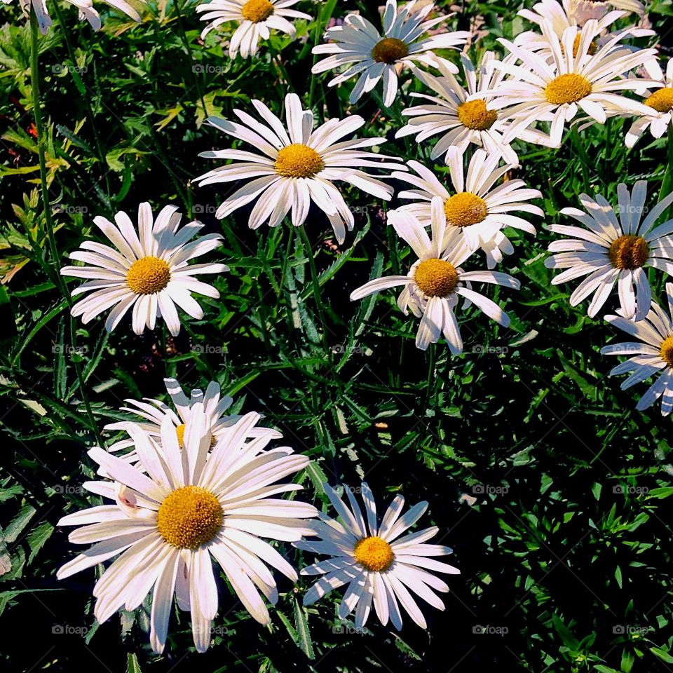 Daisies