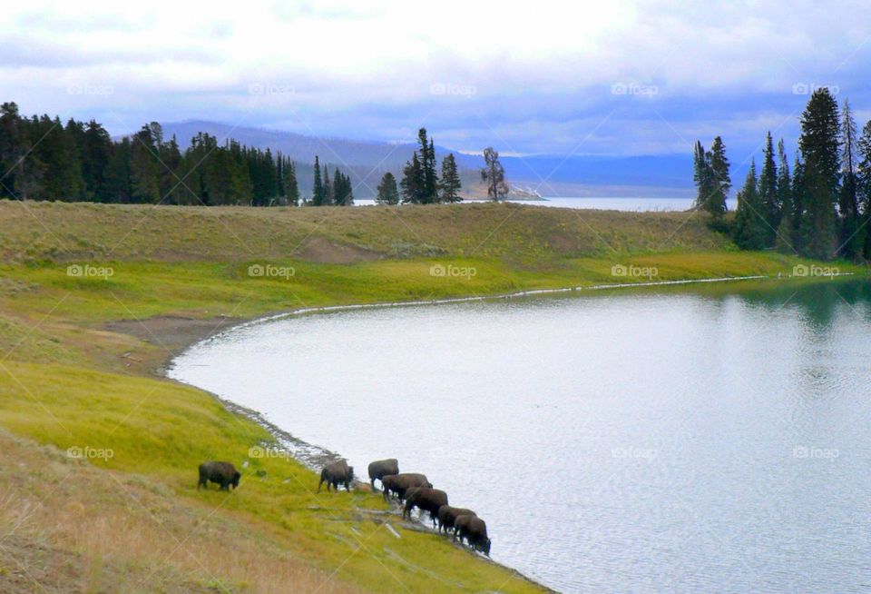 Thirsty buffalo. Yellowstone bison drinking at a lake