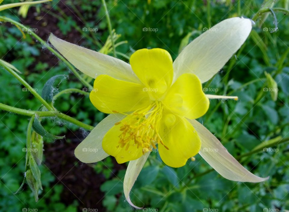 Flowers at the brewery