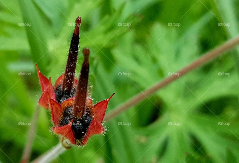 Odd flowers