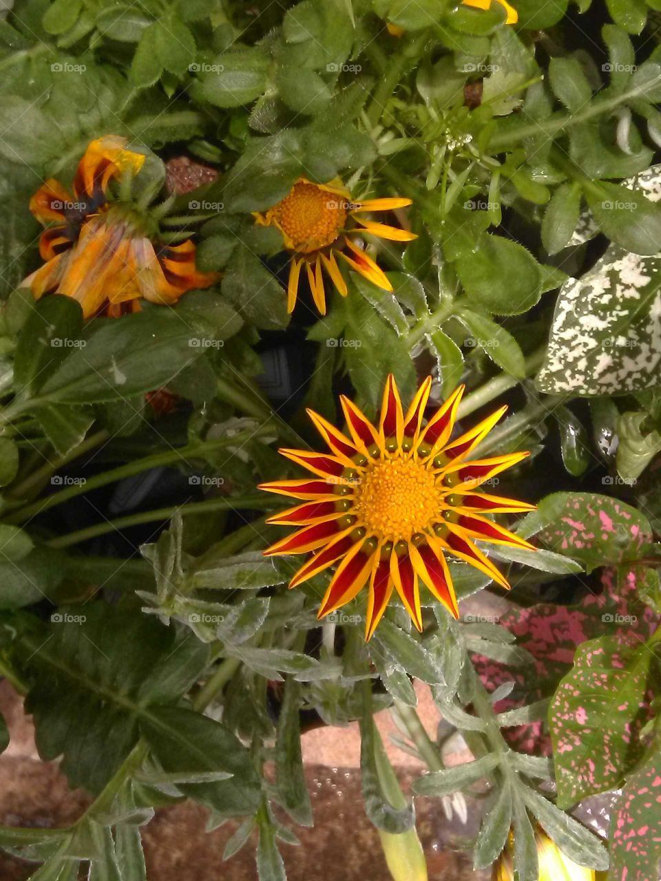 blooming yellow flowers