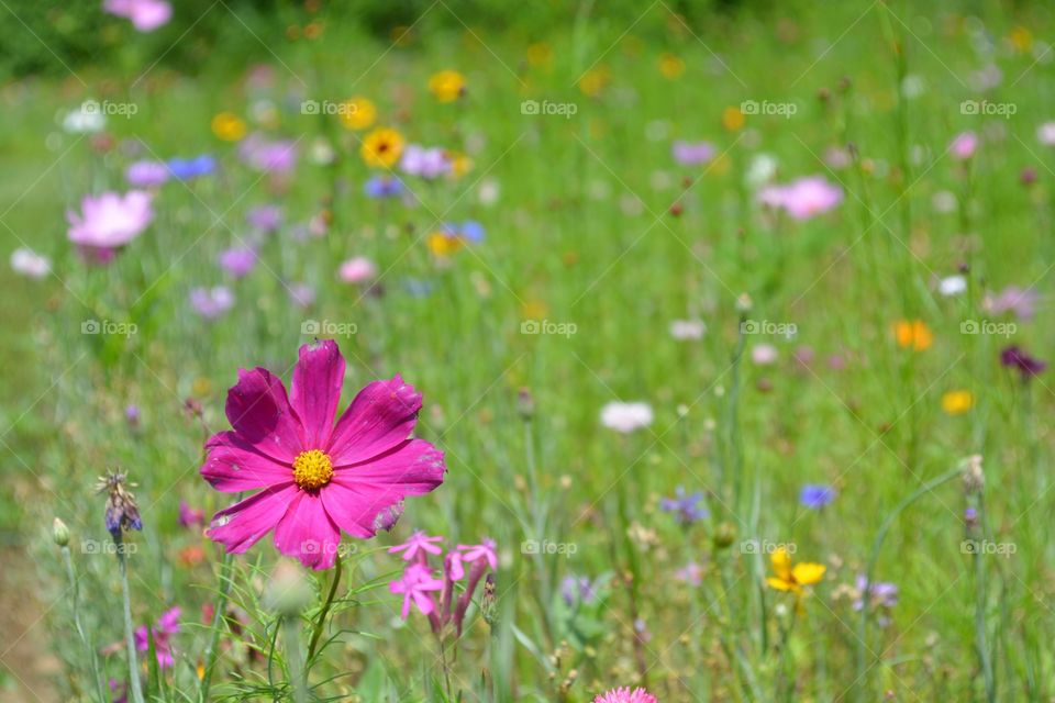Wildflower in meadow