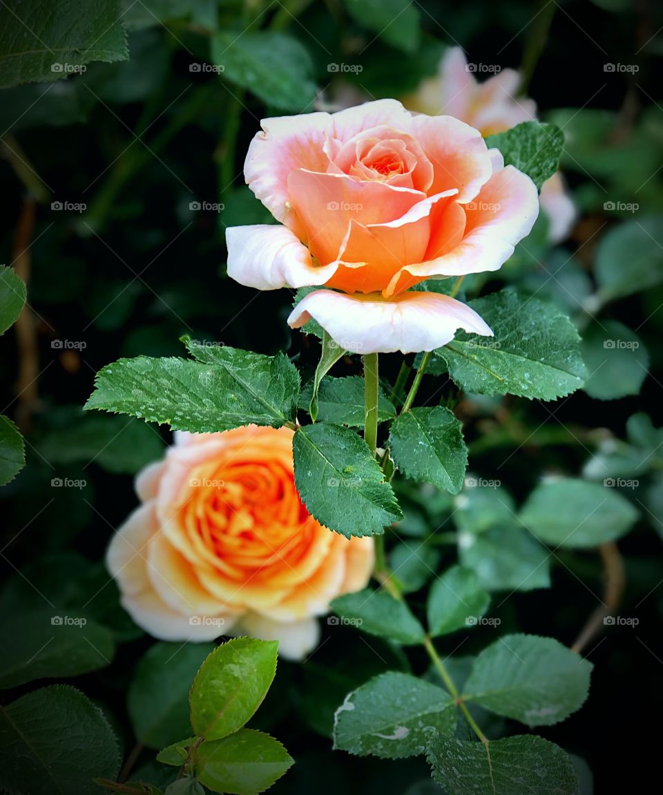 Peach roses
