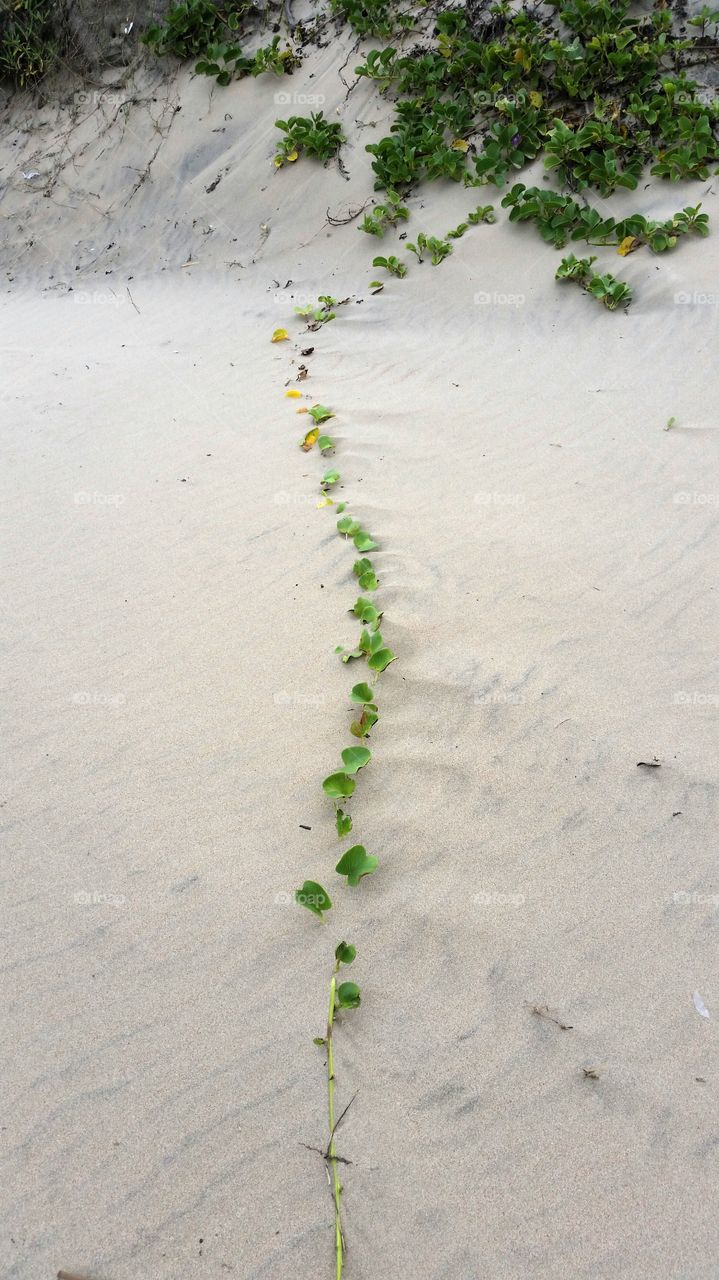 Green trail in the sand