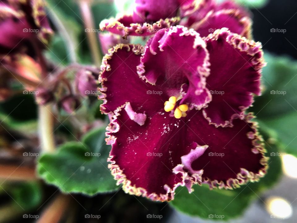 Violets... a small flower, which colors vary from violet, to tiptoe to white, and that represents modesty. A beautiful and cute flower...