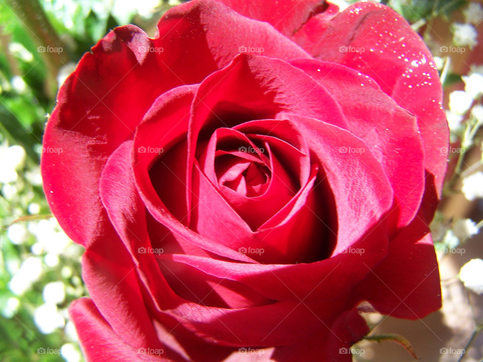 garden nature flower macro by ashley77