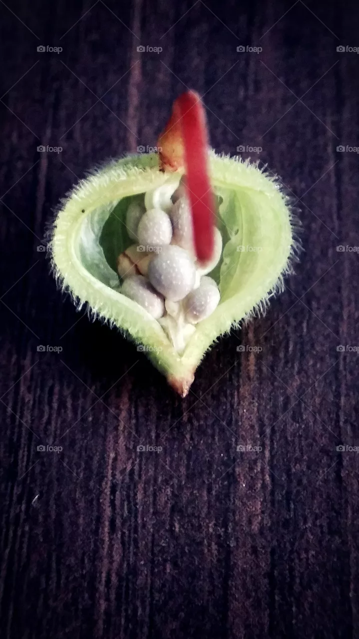 seed