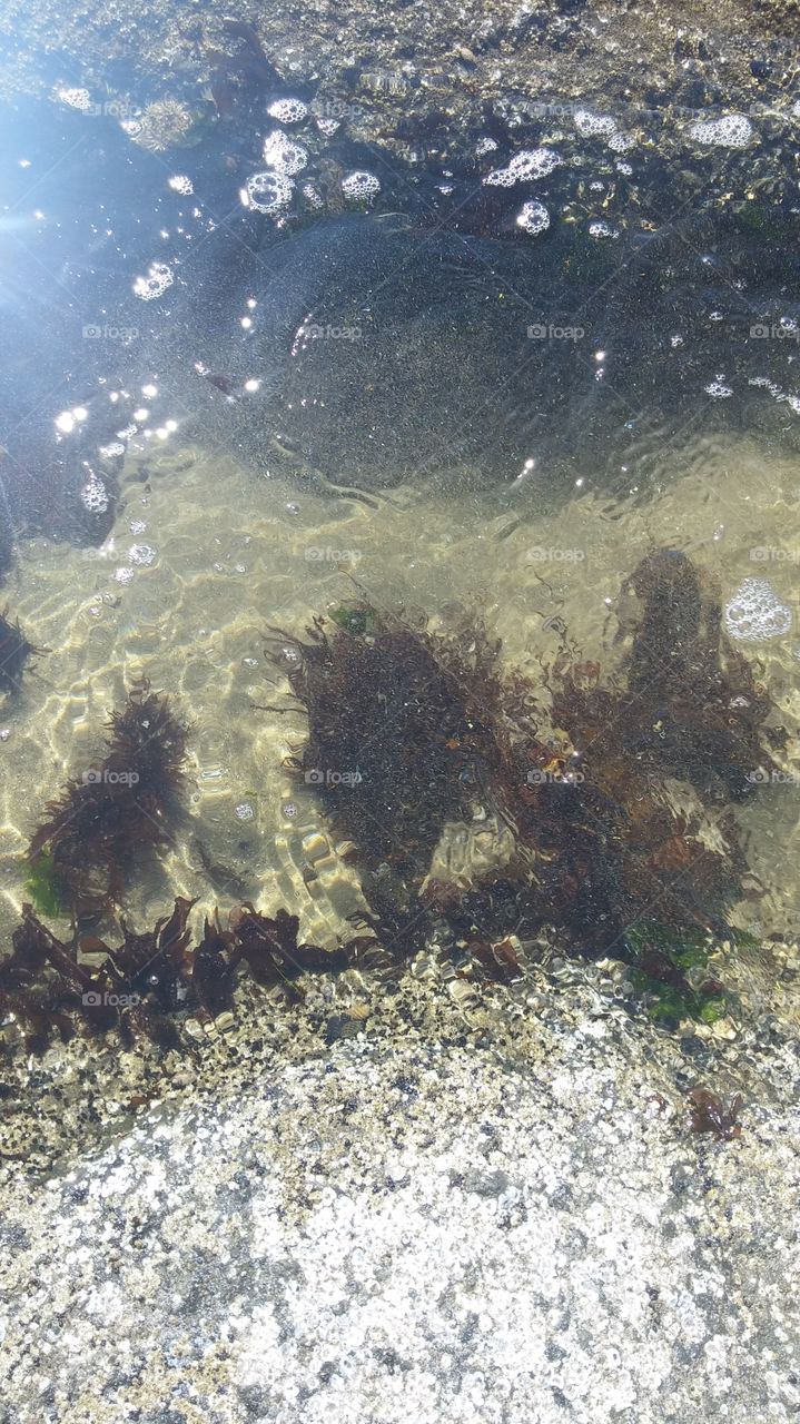 sea weeds underwater