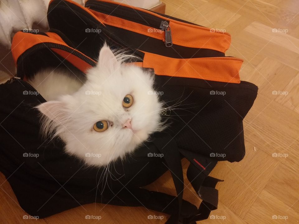 Cat in a backpack