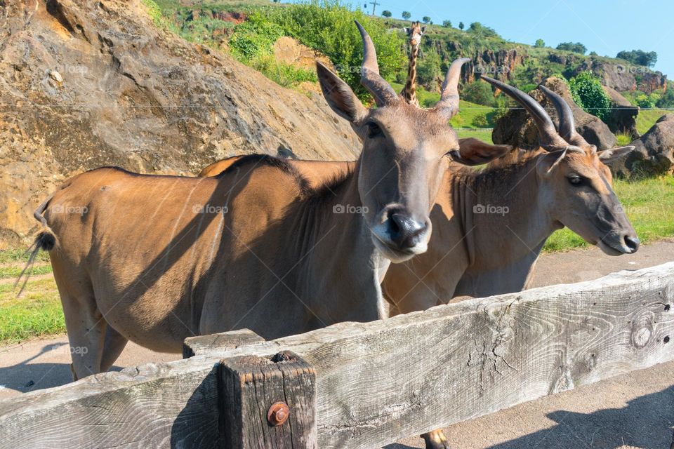 Close-up image of a pair if common elands  (Taurotragus oryx) at the Cabárceno Nature Park, Cantabria, Spain.