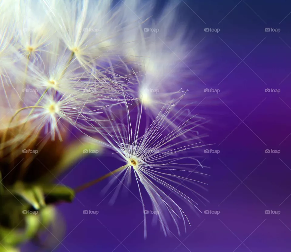 Dandelion